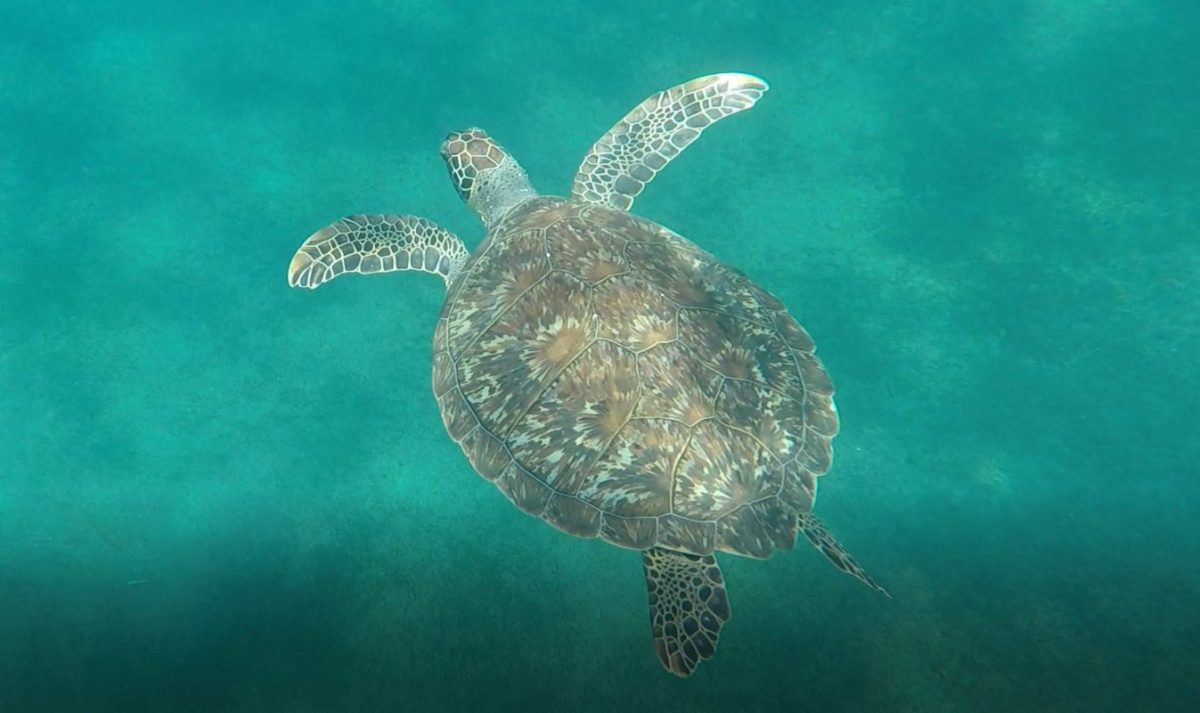 Jacques Costeau Turtle